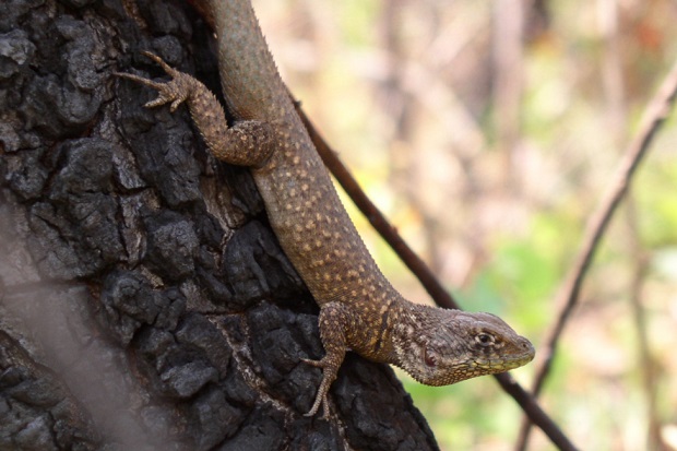 Estudo inédito revela como lagartos do Cerrado respondem a diferentes tipos de fogo e às mudanças climáticas