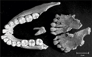 Dentes e ossos encontrados em quatro sítios arqueológicos brasileiros